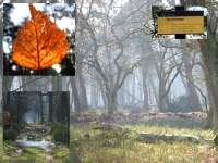 02-02-07 - Collage Deelerwoud.jpg